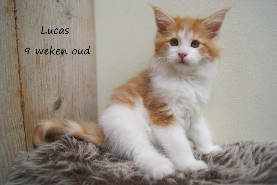 Lucas